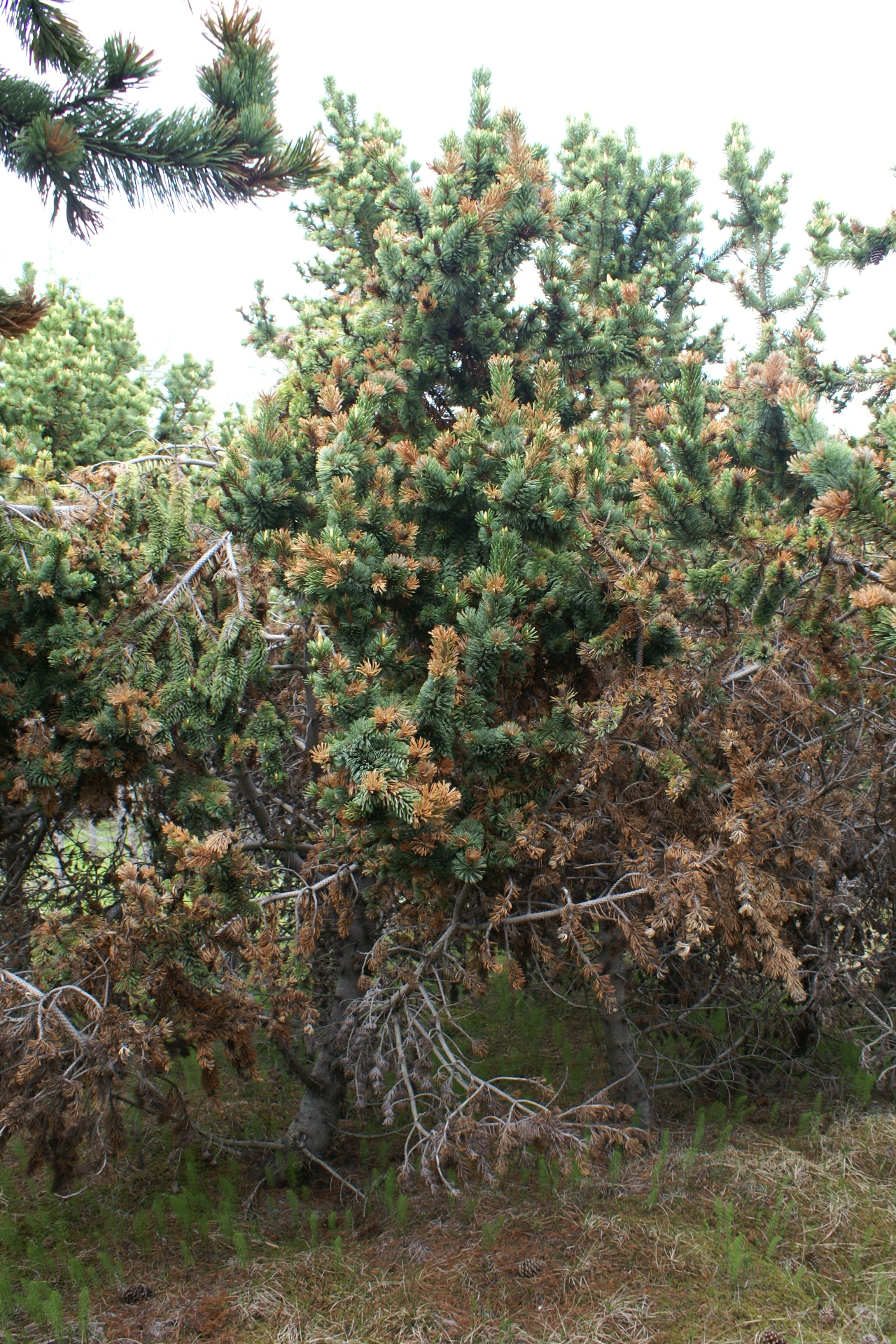 Furubikar - deyjandi broddfura.jpg